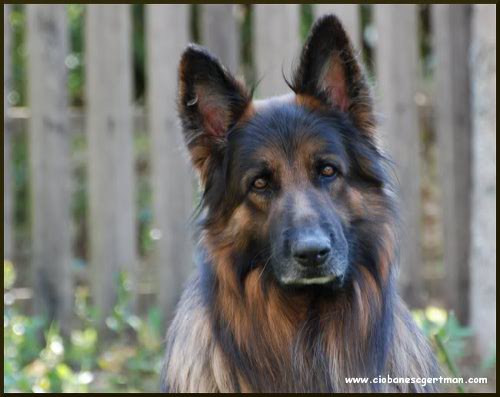 Change in the racial standards of the hair style long_haired