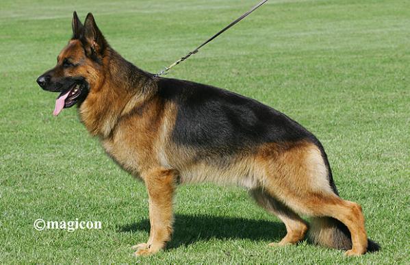 VA1 - Remo vom Fichtenschlag